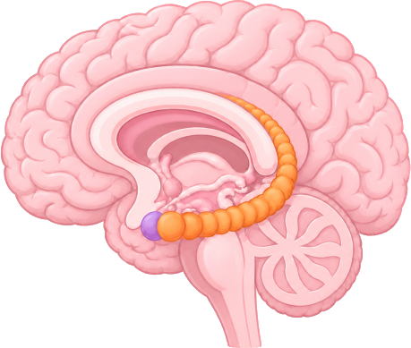 Limbisches System